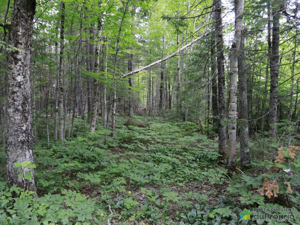 $190,000 - Residential Lot for sale in St-Alfred — photo 3