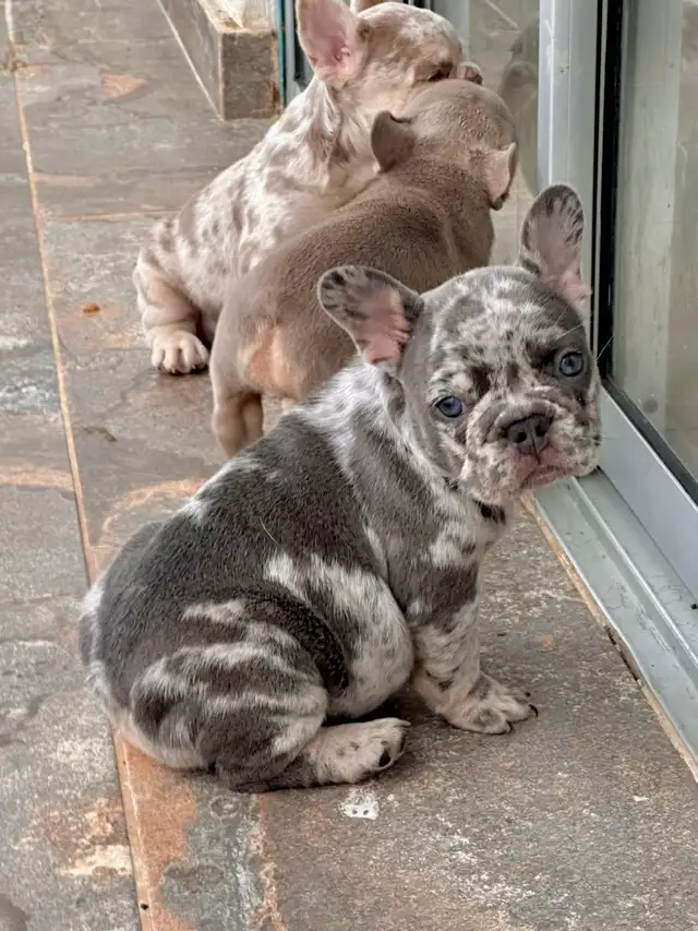 Lilac merle and tan female, carries testable and fluffy genes in Dogs & Puppies for Rehoming in City of Toronto - Image 3