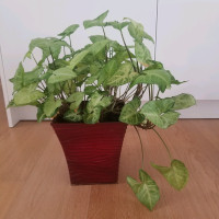 Syngonium plant - with pot