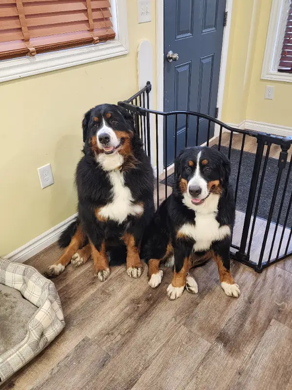 PET BOARD! Long term availability. Cats welcome! Book March brea in Animal & Pet Services in Hamilton - Image 6