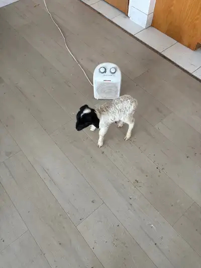 Bottle Lambs, View more