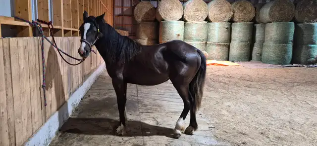 Gypsy X Yearling Filly in Horses & Ponies for Rehoming in Owen Sound - Image 5