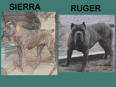 DISTANT THUNDER'S SIERRA/DISTANT THUNDER'S RUGER!!! Puppies Born MAY 10, 2026. 3 females available....