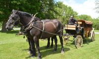 Horse Drawn Wagon rides