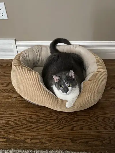 Adult Cat Needs a New Home-URGENT, View more