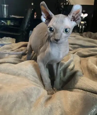 femelle sphynx elf bleue, View more