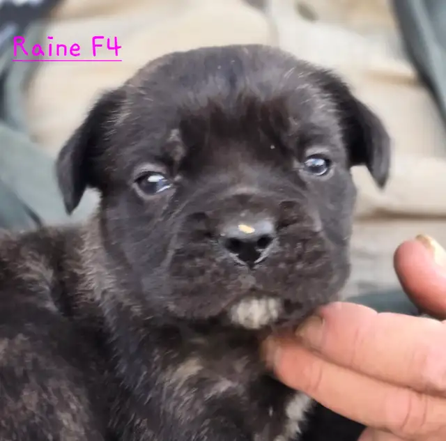 WORLD CLASS CANE CORSO PUPPIES in Dogs & Puppies for Rehoming in Vancouver - Image 6