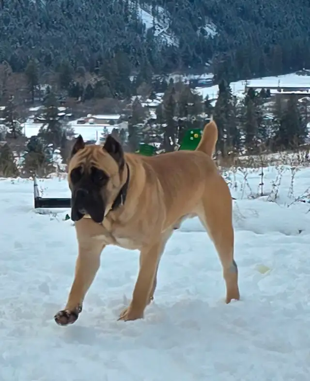 World Class Cane Corso Puppies in Dogs & Puppies for Rehoming in Vancouver - Image 11