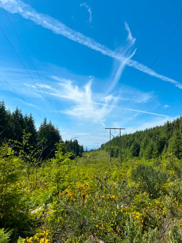98 Acres of Managed Forest Land63009272009217122