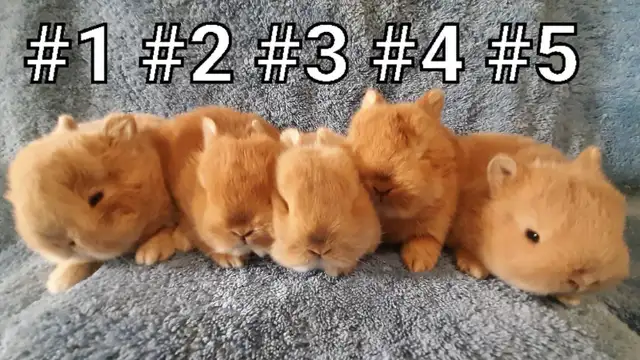 Top Featured Purebred Netherland Dwarf bunny rabbit, #Great for in Small Animals for Rehoming in Mississauga / Peel Region - Image 2