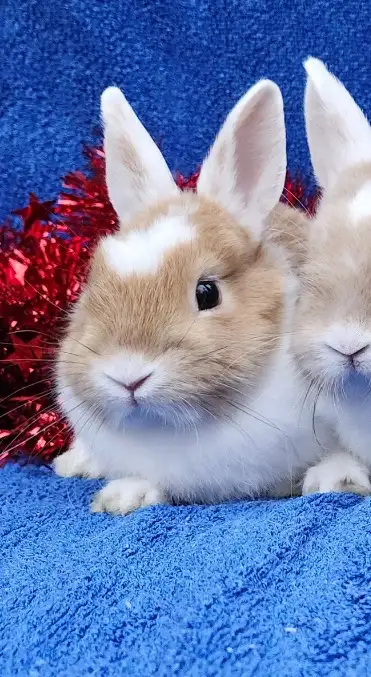 EXTRAORDINAIRE BÉBÉS LAPINS NAINS NÉERLANDAIS, BÉLIER, MINI REX, View more