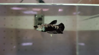 Betta Fish for Rehoming