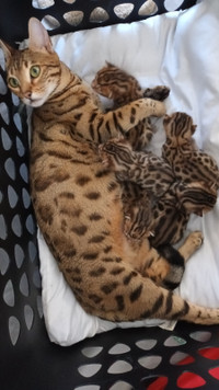 Bengal Kittens available in Timmins!
