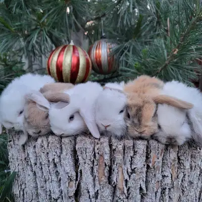 Delivery possible tomorrow. Call 514 779 6726. The most beautiful baby dwarf bunny rabbits are in Mo...