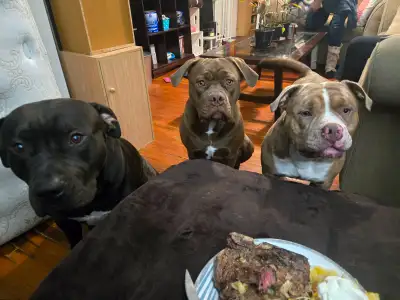 Free 2 dogs. Black amercan bulldog and pocket, View more