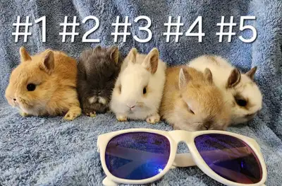 Great Featured Purebred Netherland Dwarf baby bunny rabbit, #Gre, View more