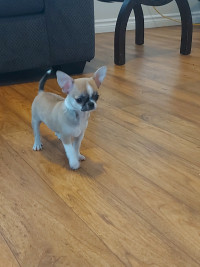 Ckc registered chihuahua puppies. 