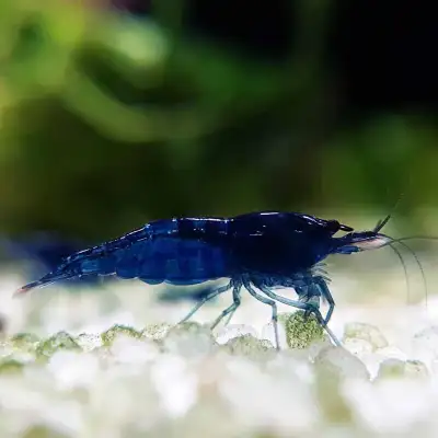 Beautiful Blue dream neocaridina shrimp for sale that I have been selective breeding for over 5 year...
