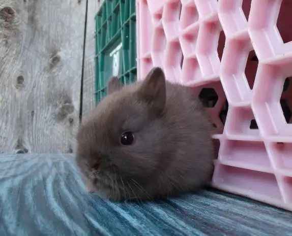 Bébés lapins & lapines Nain Polonais in Small Animals for Rehoming in Laurentides - Image 7