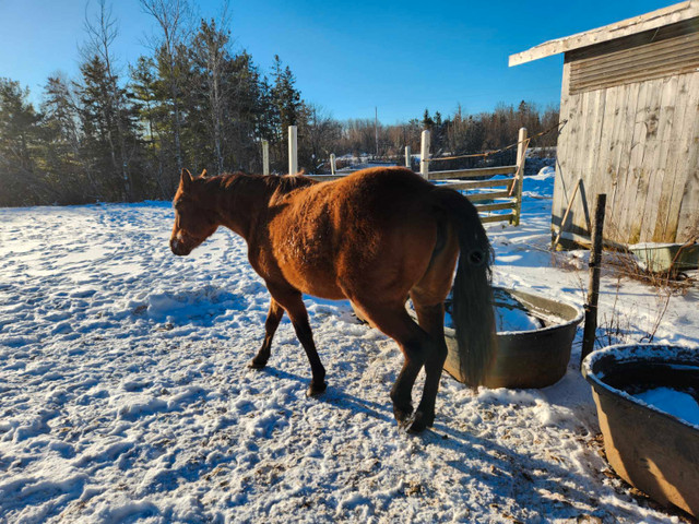QH cross Percheron mare in Horses & Ponies for Rehoming in Annapolis Valley - Image 4