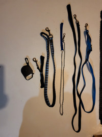 Various Small Dog Leashes