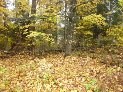 2 Acres of Paradise Adjacent to Acres of Crown Land, With Mixed Forest. Zoned to Allow Building Your...