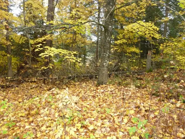 2 Beautiful Acres In Haliburton with Financing - $490 per month