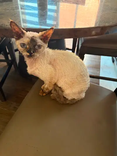 3 year old Devon Rex looking for a home, View more