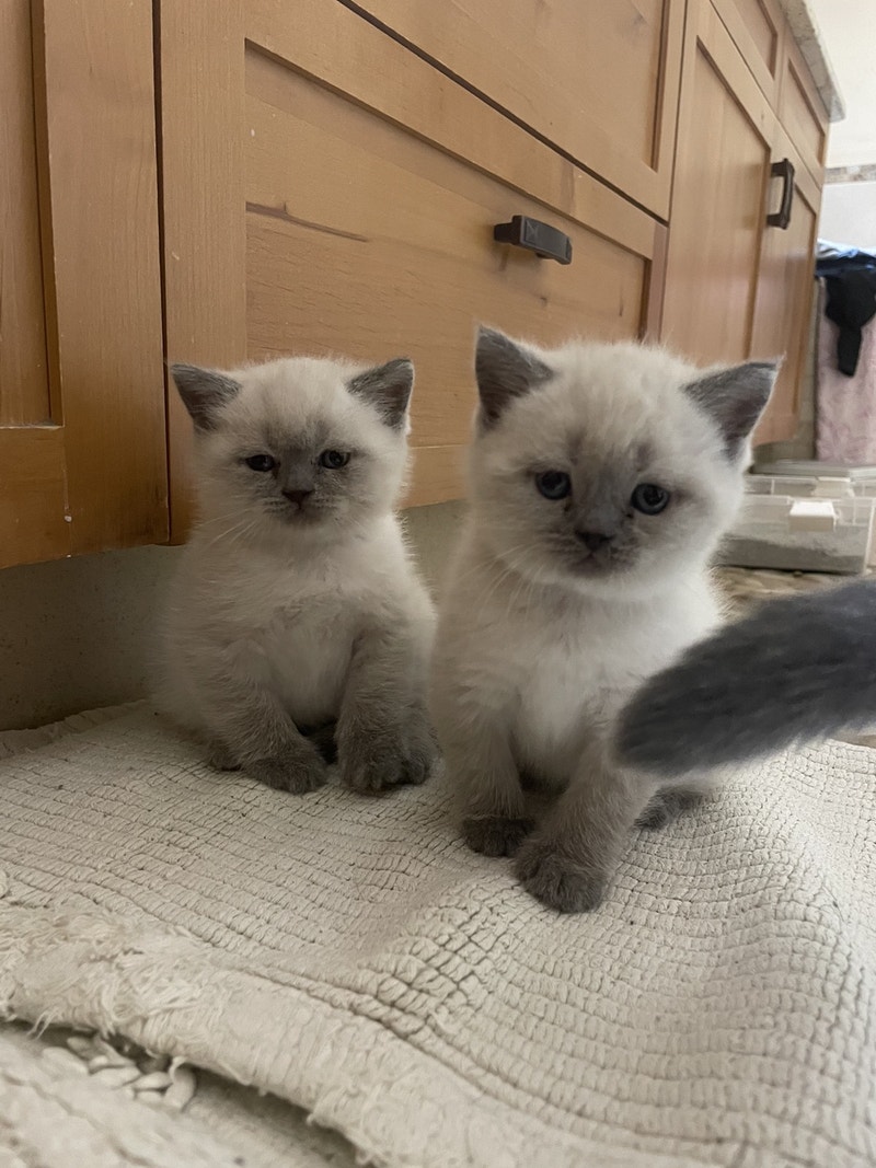 British Shorthair Blue Point Kittens | Cats & Kittens for Rehoming