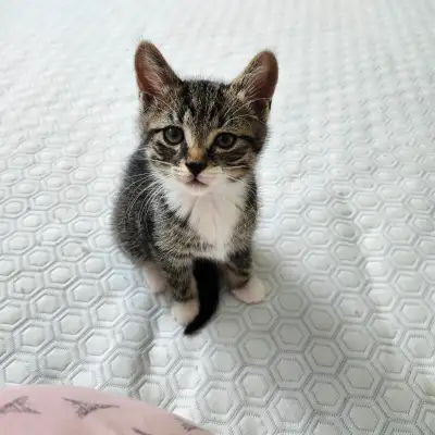 Adorable kitten ready to rehome, View more