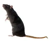 Rats,Mice Extermination