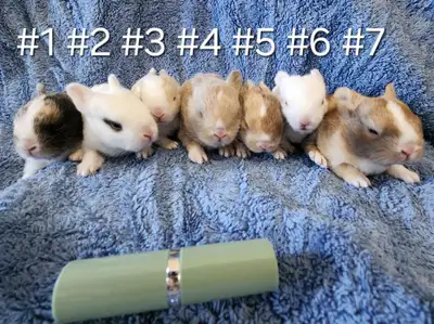 Good Featured Purebred Netherland Dwarf baby bunny rabbit, #Great for a gift for relieving from Pend...