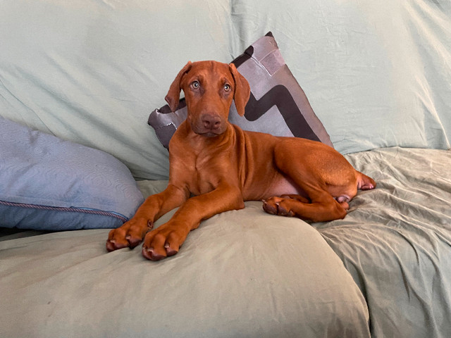 2 left Doberman puppy in Dogs & Puppies for Rehoming in City of Toronto - Image 2