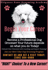 Professional Dog Grooming Classes