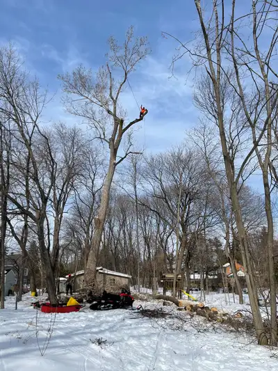 Abattre/couper de gros arbres en milieu urbain est un art complexe et subtil à la fois. Émondage Arb...