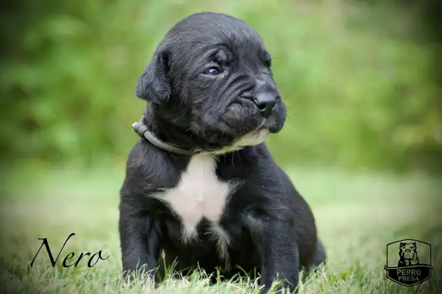 Presa Canario Puppies in Dogs & Puppies for Rehoming in City of Toronto - Image 7