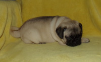 ****ADORABLE PUG PUPPIES READY TO GO!****