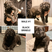 QUALITY CANE CORSO PUPPIES located in the GTA