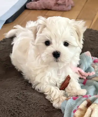 MAGNIFIQUE PETITE BICHON MALTAIS, View more