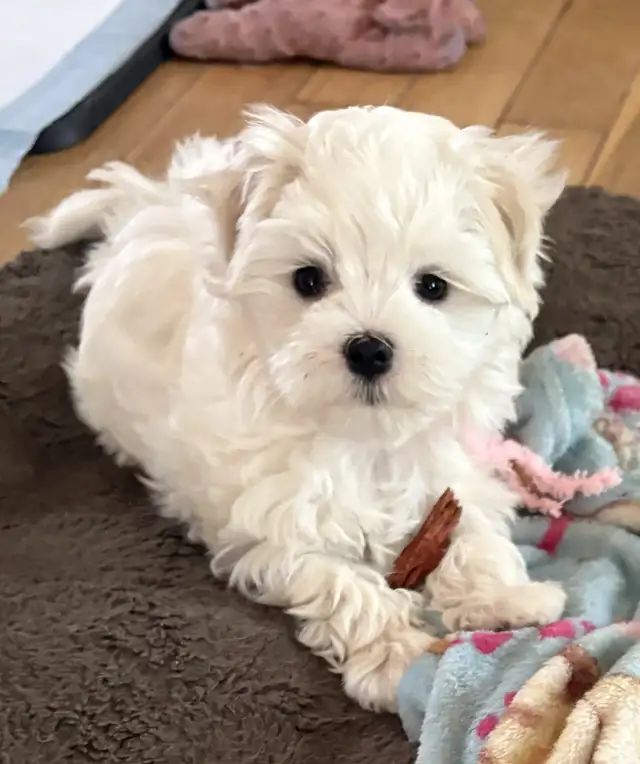 MAGNIFIQUE PETITE BICHON MALTAIS in Dogs & Puppies for Rehoming in Laval / North Shore - Image 2