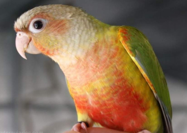 BABY PINEAPPLE  CONURE AVAILABLE AT PETS KINGDOM OSHAWA in Birds for Rehoming in Oshawa / Durham Region