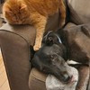 Experienced Pet Sitter Wanted in Ottawa, Ontario - $20/hr for ea