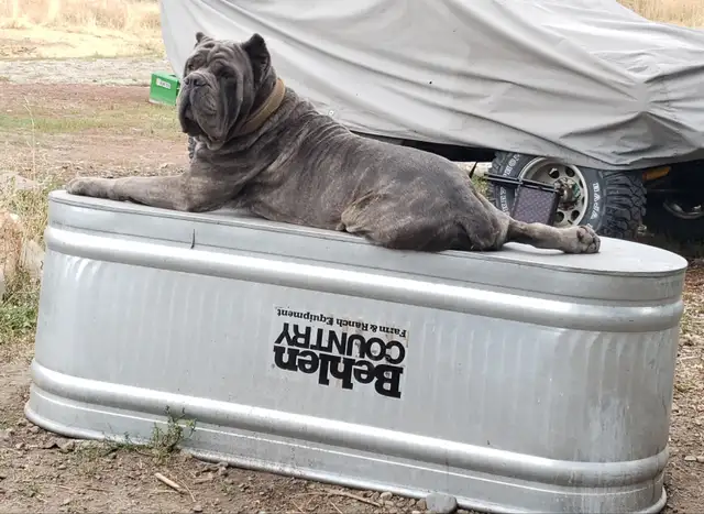 World Class Cane Corso Puppies in Dogs & Puppies for Rehoming in Vancouver - Image 6