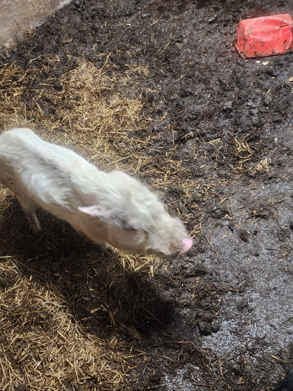 Mini cochon et porcinet  a vendre dans Animaux de ferme  à Saint-Hyacinthe - Image 3
