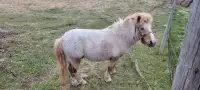 Shetland Pony Stallion