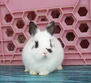 Nouvelle portée de bébés lapins Nain Polonais in Small Animals for Rehoming in Laurentides - Image 2