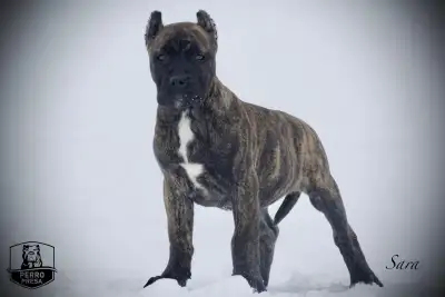 Perro Presa Kennel – Premium Purebred Presa Canario Breeders in Canada Males and females available a...