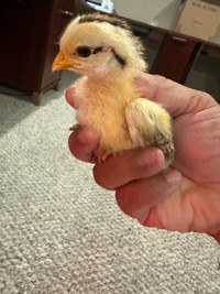 Baby chicken for sale