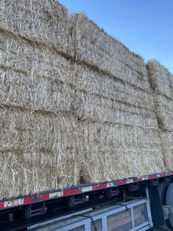 Large / small Wheat Straw Bales in Livestock in Penticton - Image 4
