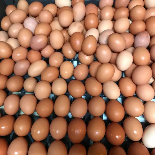 fresh farm eggs for sale Brampton in Other in Mississauga / Peel Region - Image 4